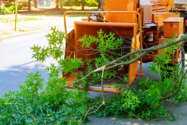 Tree Removal for Businesses